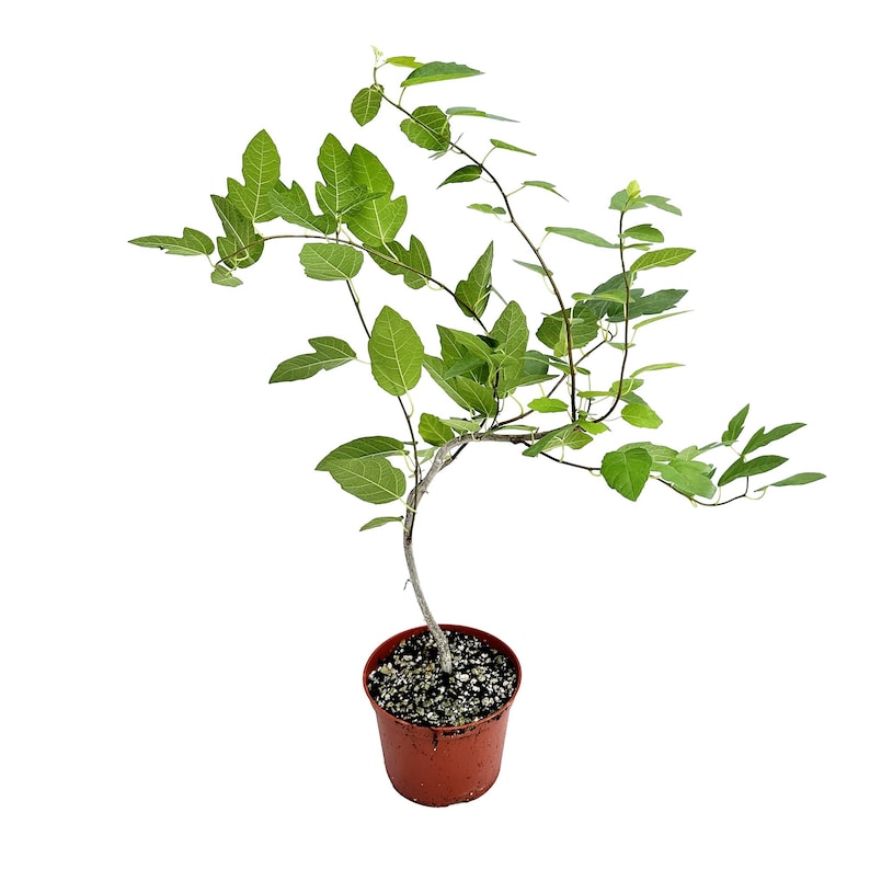 Ficus Ruth Bancroft Live Plant in a 6 Pot Ships From California Rare