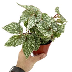 Begonia ‘Snow Capped’ – Frost-Kissed Foliage with a Jungle Soul