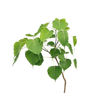 May include: A close-up of a Bodhi tree branch with heart-shaped green leaves. The leaves have prominent veins and a pointed tip. The branch is brown and the background is white.