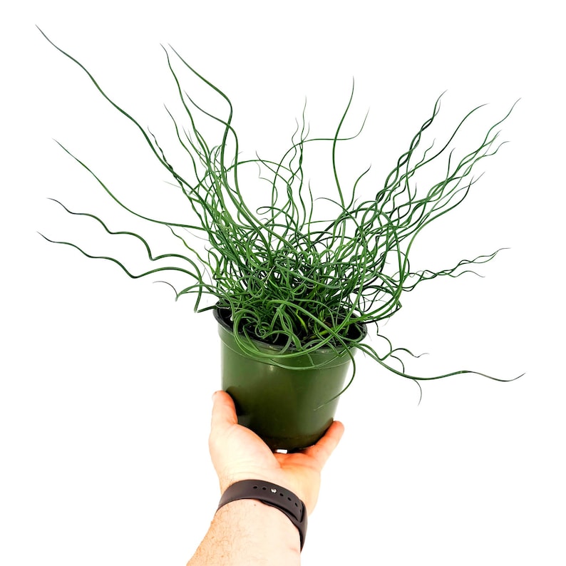 Juncus effusus Spiralis Corkscrew Rush Plant - Thumbnail 5
