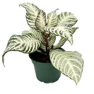 Aphelandra White Wash Zebra, planta de interior tropical de follaje variegado (maceta de 10 cm). imagen 6