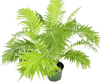 Blechnum gibbum - Silver Lady Tree Fern - Live Plant  - Rare Fern grows upwards like a palm tree! Easy Care - Pet Safe - Exotic Fern