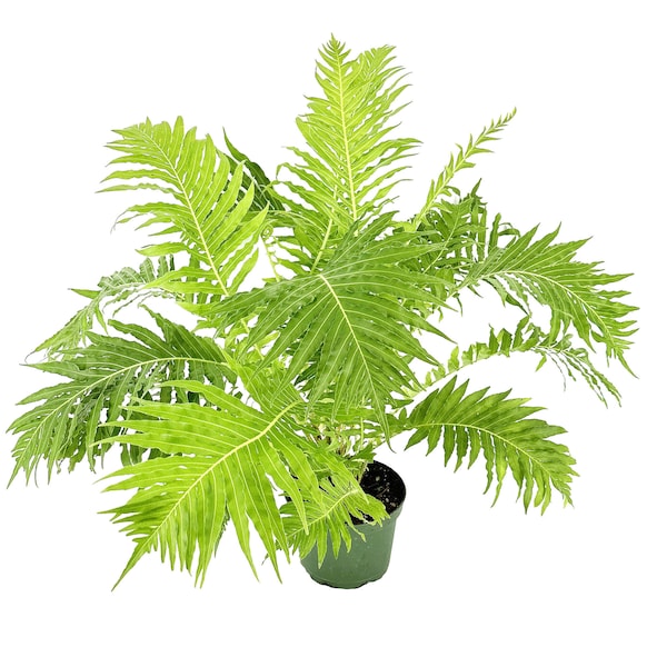 Blechnum gibbum - Silver Lady Tree Fern - Live Plant  - Rare Fern grows upwards like a palm tree! Easy Care - Pet Safe - Exotic Fern