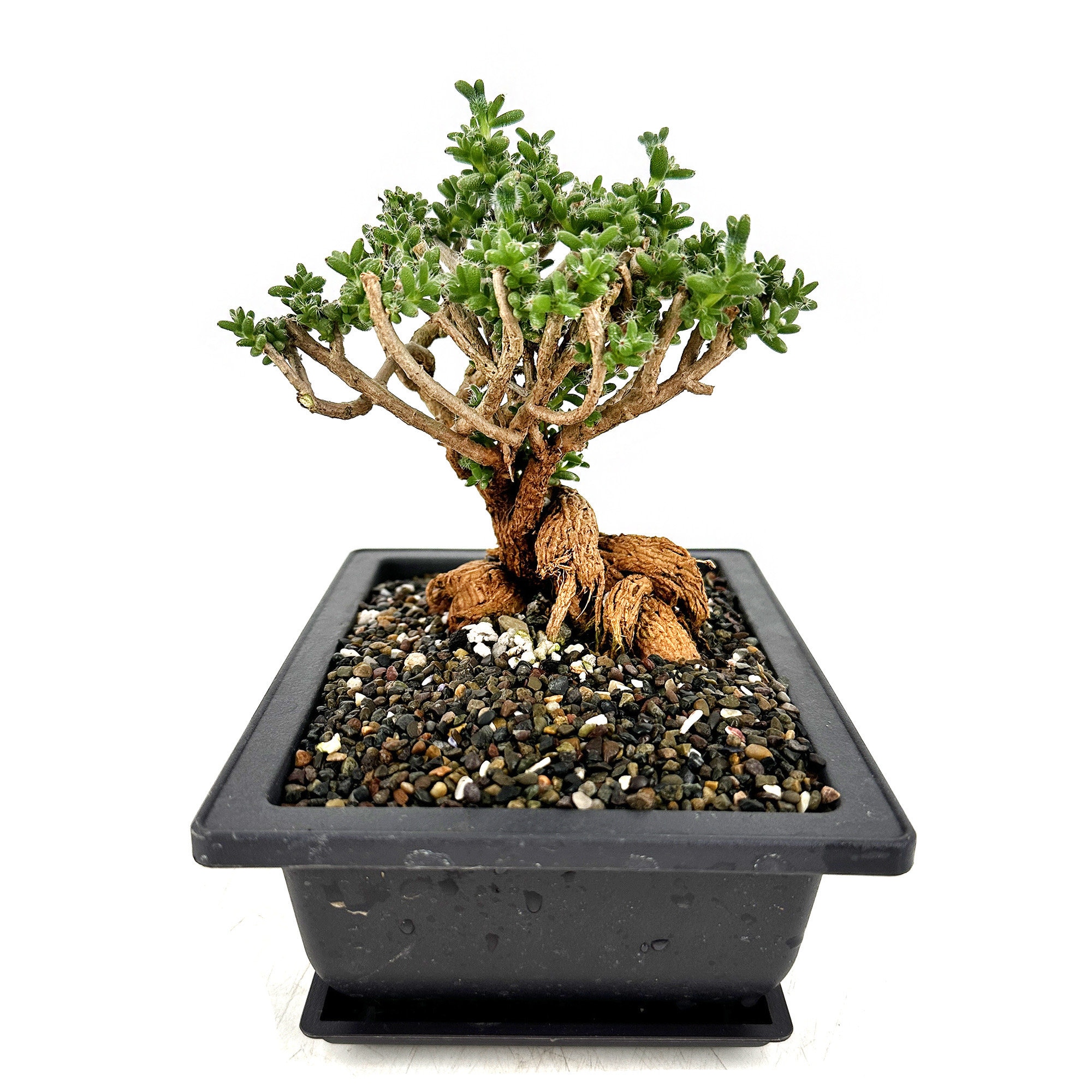 Trichodiadema Bulbosum African Bonsai, Live Caudex Succulent, Rare