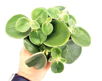 Peperomia incana (Peperomia de interior con hojas afelpadas y textura suave y sedosa) - No tóxica