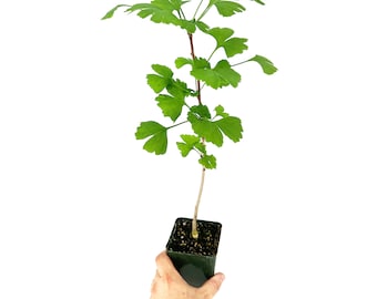 Árbol vivo de Ginkgo Biloba - Culantrillo - Cultivado a partir de semillas - Envíos desde California