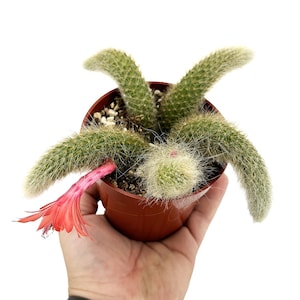 Monkey Tail Cactus - Hildewintera colademononis  - These will grow very nicely! Fuzzy Hairy Unique Cactus - Fast Grower
