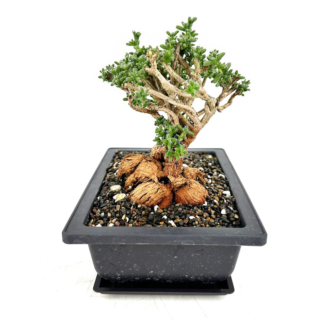 Talinum Caffrum Caudex Bonsai  Seltene Succulente Fameflower 100 Samen  Seltene Exotische Pflanze