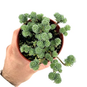 Mini Joshua Tree Succulent 4&quot; Pot Thick and Full - Sedum multiceps - Rare