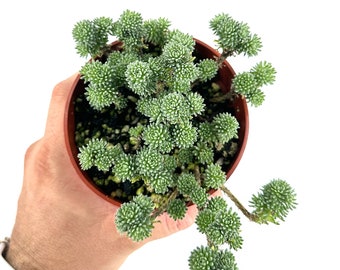 Mini Joshua Tree Succulent 4" Pot Thick and Full - Sedum multiceps - Rare