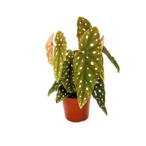 May include: A small potted plant with green leaves with white spots. The plant is in a brown pot.