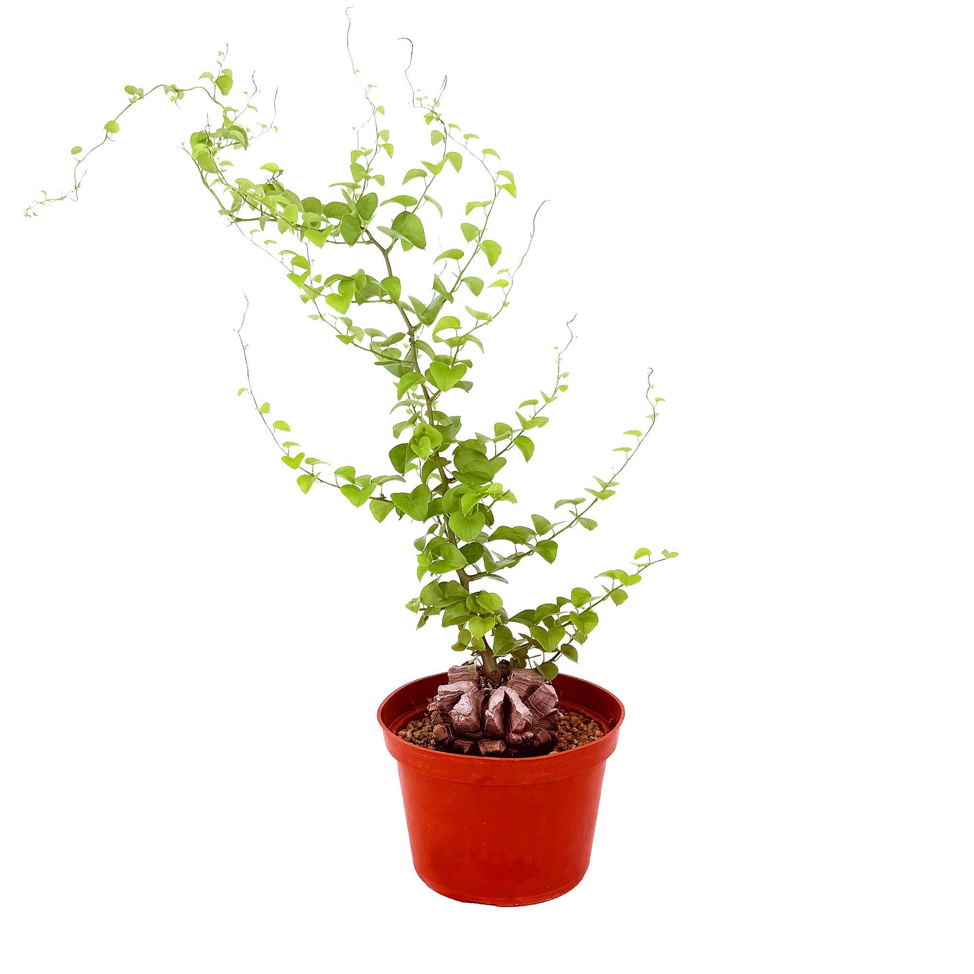 Unusual Caudex Plants - Etsy