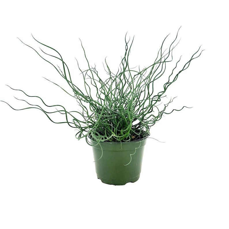 Juncus effusus Spiralis Corkscrew Rush Plant - Thumbnail 2