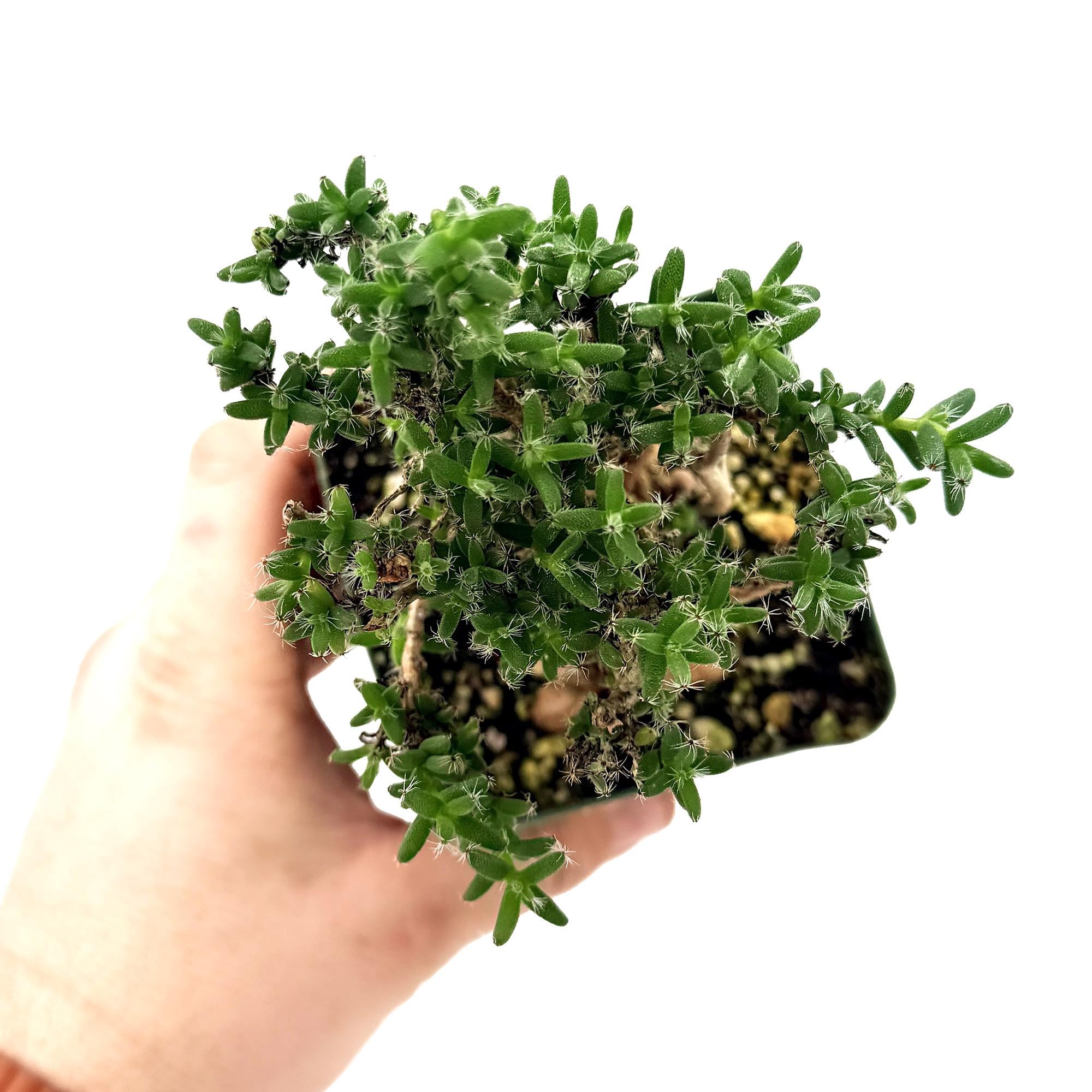 Trichodiadema Bulbosum African Bonsai Caudex Succulent Collector