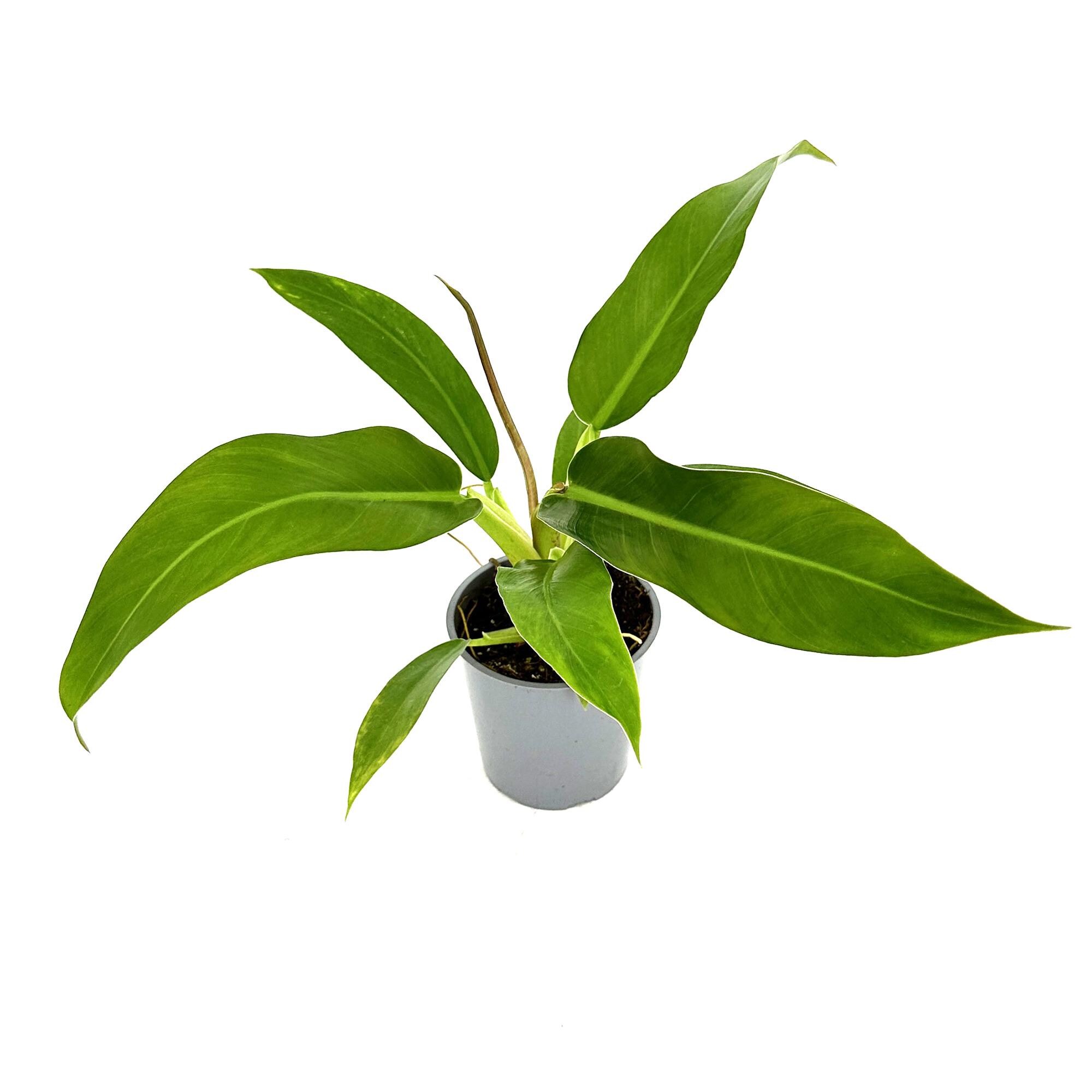 spide plant Spider Plant Variegated with Planter - Small (3"-6" tall) Terracotta Planter