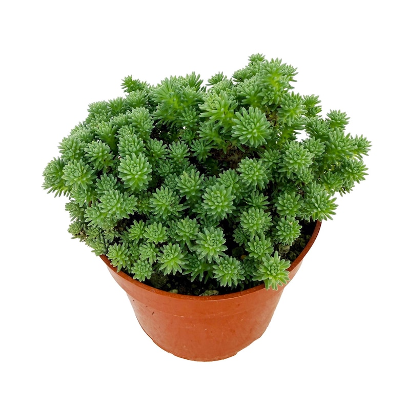 SarahCottaPlants Joshua Tree Succulent