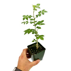 May include: A small green plant with multiple leaves in a square green pot. The plant has a thin, light brown stem and is held by a hand against a white background. The leaves are a vibrant green color.