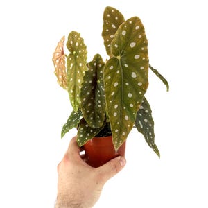 Begonia Maculata – Polka Dot Begonia – Striking Spotty Foliage  Live Houseplant Ships from California - Rare Collector Plant comes in 4&quot; pot