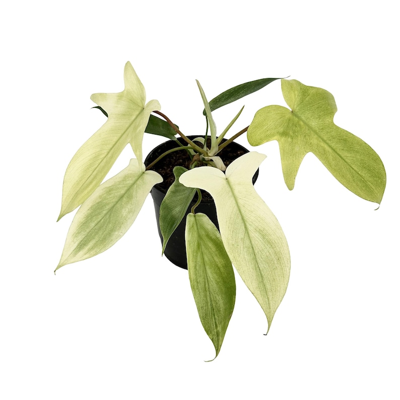 K&ouml;nnte beinhalten: Eine Philodendron Florida Ghost Pflanze in einem schwarzen Kunststofftopf. Die Pflanze hat markante, gelappte Bl&auml;tter, die von einem cremigen, hellen Gelb-Wei&szlig; zu einem hellen Gr&uuml;n &uuml;bergehen. Die Stiele sind d&uuml;nn und rotbraun gef&auml;rbt.