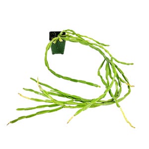 Rhipsalis Paradoxa: Chain Cactus - Rare Tropical Epiphyte (4&quot;/6&quot; Pot)