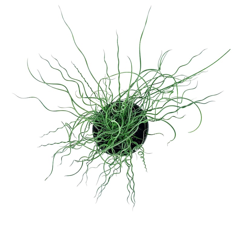 Juncus effusus Spiralis Corkscrew Rush Plant - Thumbnail 3