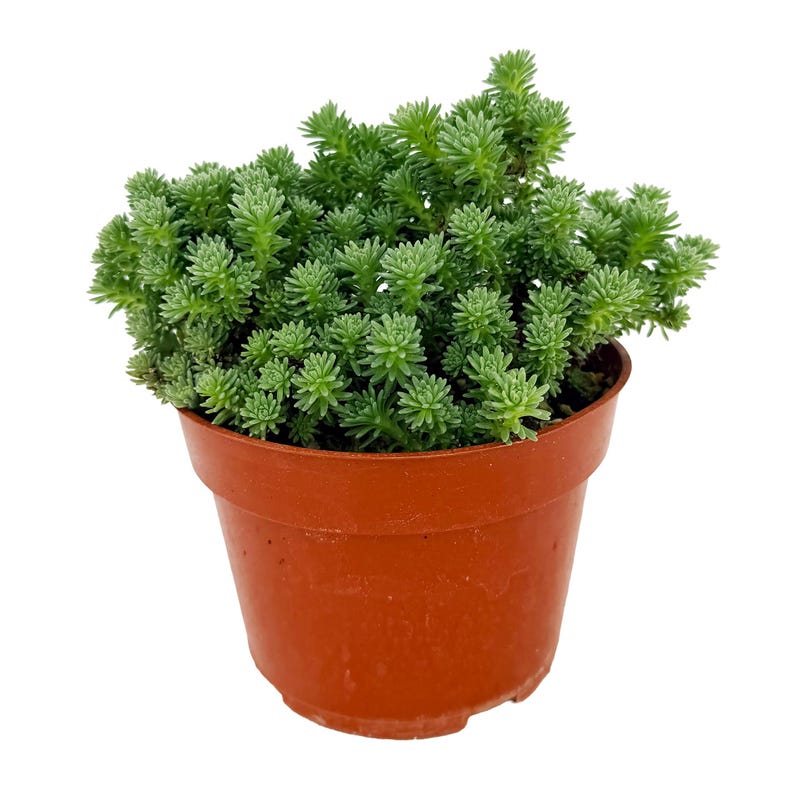 SarahCottaPlants Joshua Tree Succulent - Thumbnail 5