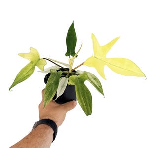 K&ouml;nnte beinhalten: Eine Philodendron Florida Ghost Pflanze in einem schwarzen Kunststofftopf mit charakteristisch gelappten Bl&auml;ttern, die eine Farbpalette von Dunkelgr&uuml;n bis zu hellgr&uuml;ner Panaschierung zeigen, sowie einem hellen, gelb-gr&uuml;nen Blatt auf der rechten Seite.
