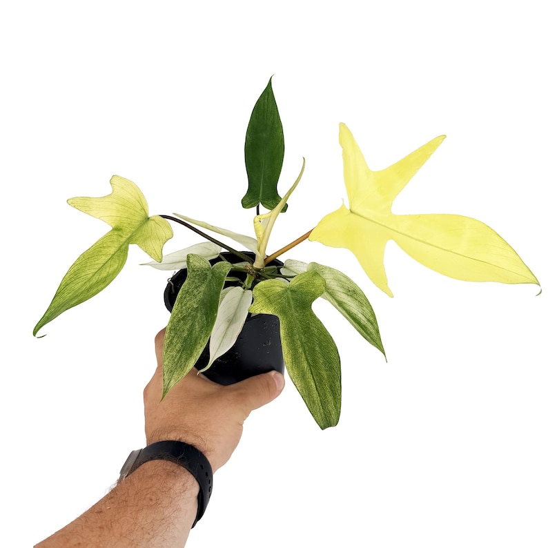 K&ouml;nnte beinhalten: Eine Philodendron Florida Ghost Pflanze in einem schwarzen Kunststofftopf mit charakteristisch gelappten Bl&auml;ttern, die eine Farbpalette von Dunkelgr&uuml;n bis zu hellgr&uuml;ner Panaschierung zeigen, sowie einem hellen, gelb-gr&uuml;nen Blatt auf der rechten Seite.