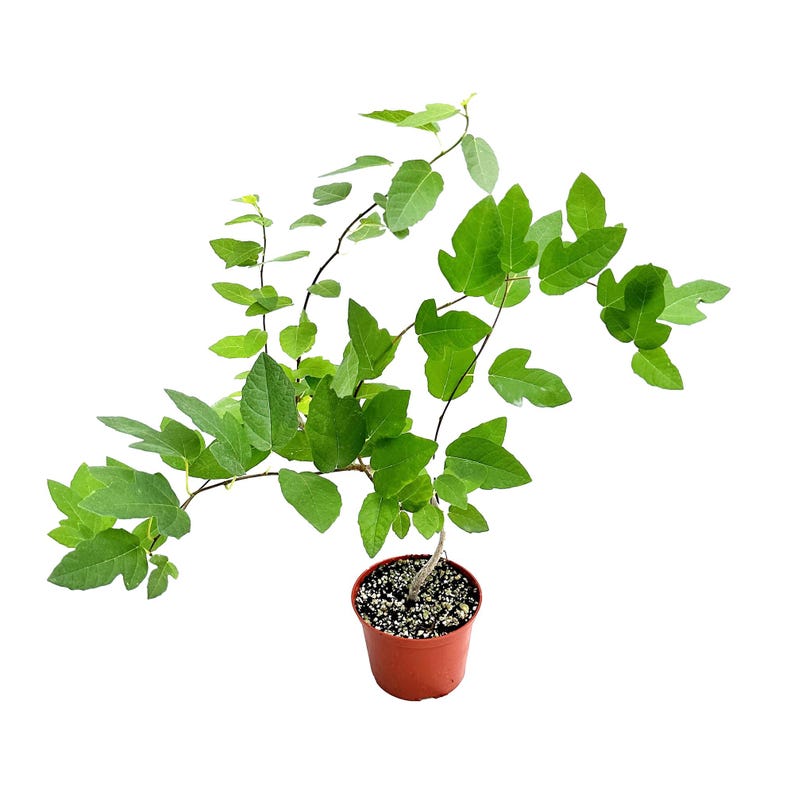 Ficus Ruth Bancroft Live Plant in a 6 Pot Ships From California Rare