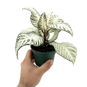 Aphelandra White Wash Zebra, planta de interior tropical de follaje variegado (maceta de 10 cm). 4" Pot