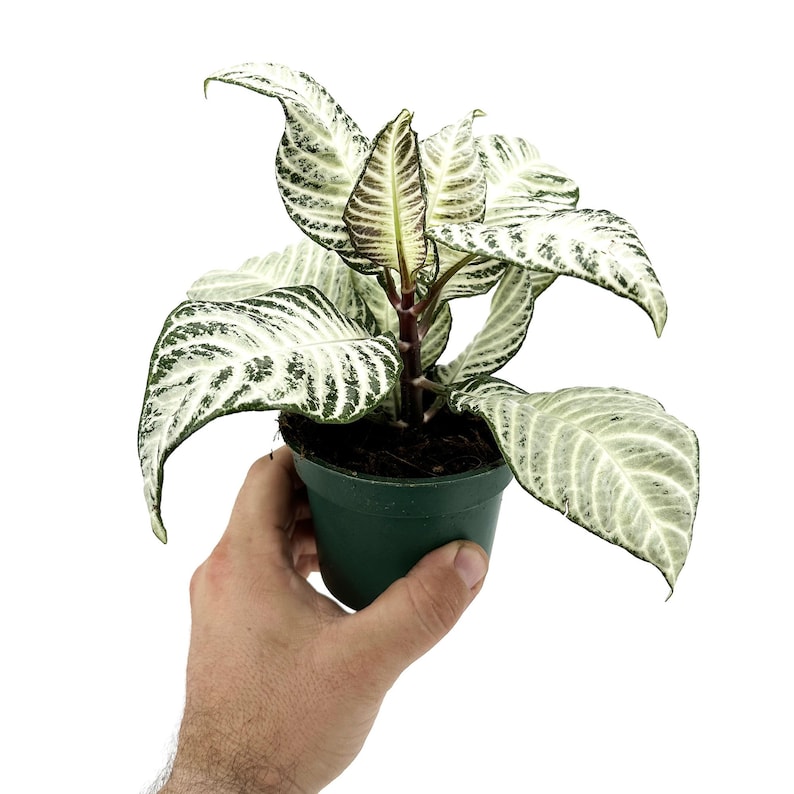 Aphelandra White Wash Zebra, planta de interior tropical de follaje variegado (maceta de 10 cm). 4" Pot