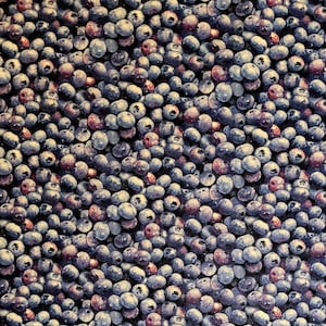 Blueberries by Elizabeth&#39;s Studio. #509 Fabric by the yard, half yard and fat quarters. Blueberry fabric, fabric, fruit fabric.