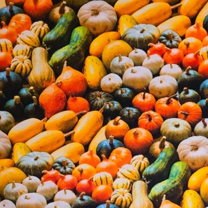 Squash fabric, a la carte by Windham Fabrics. # 51896D. Fabric by the yard and half yard. Squash fabric, pumpkin fabric, food fabric.