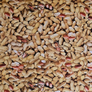 In shell peanuts &quot;Ale House&quot; by Greta Lynn for Kanvas. #12749. Sold by yardage and half yard cuts. Food fabric, beer fabric, men&#39;s fabric.
