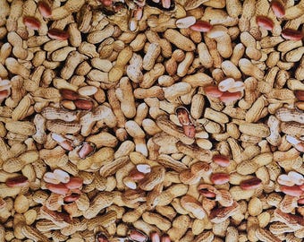 In shell peanuts "Ale House" by Greta Lynn for Kanvas. #12749. Sold by yardage and half yard cuts. Food fabric, beer fabric, men's fabric.