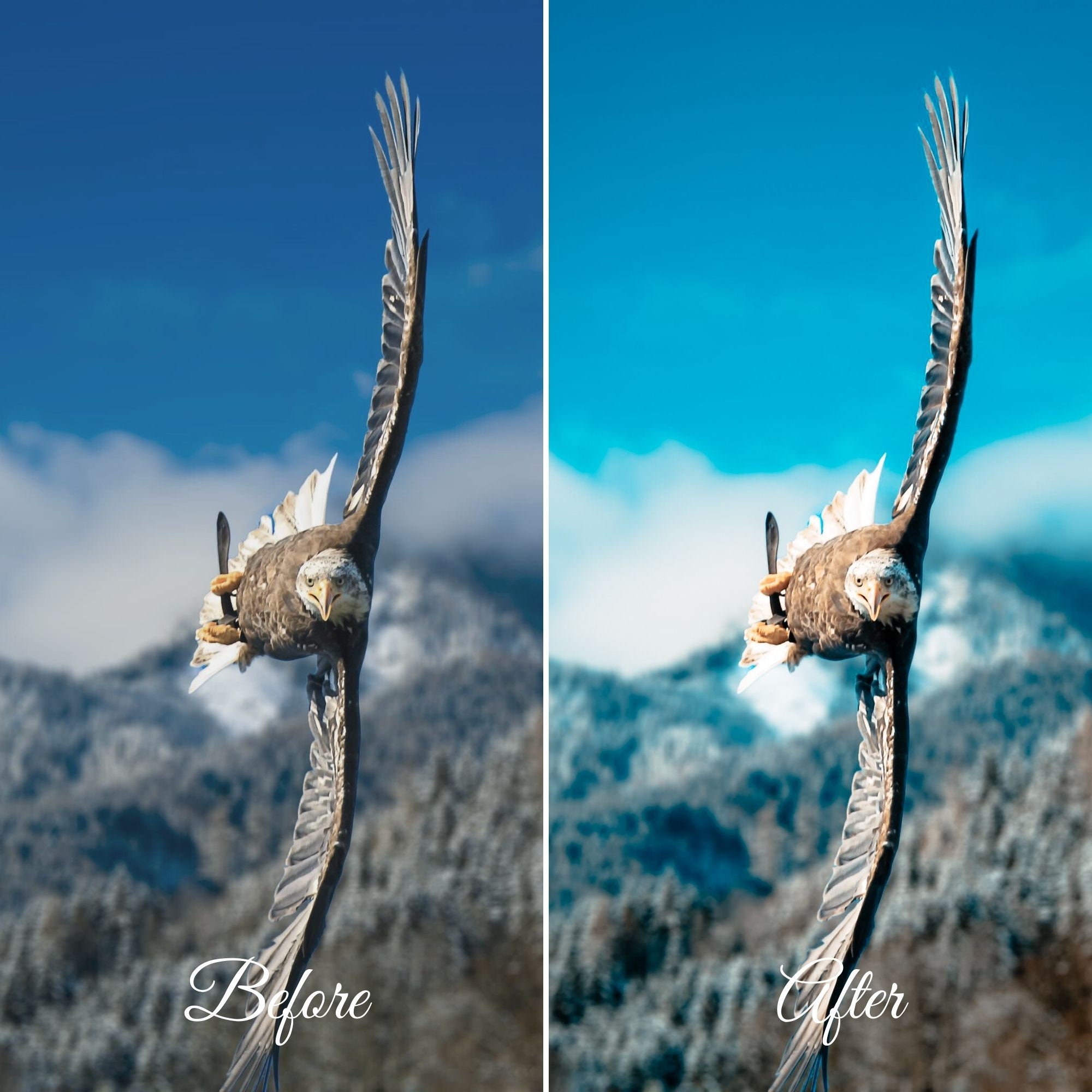 5 EAGLE BIRD Lightroom Presets Wild Life Presets Wildlife Etsy