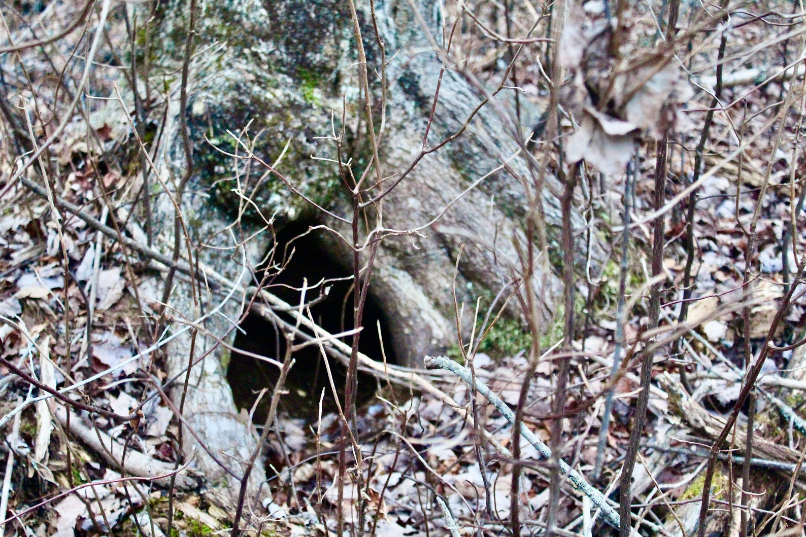 Fox Hole The Woods Nature Photography Outdoors Digital Etsy