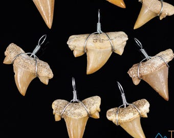 Haifischzahn-Anhänger – Echte Otodus-Fossilienzähne, drahtumwickelte Halskette, E0048