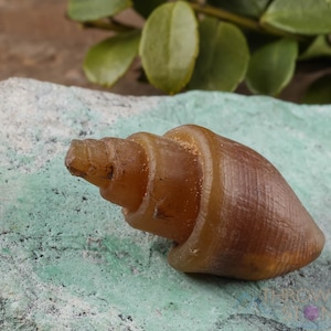 Agatized SEASHELL Fossil - Wire Wrap, Jewelry Making, Fossilized Shell, Crystal Grid, E0360
