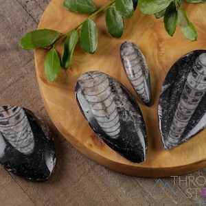 ORTHOCERAS FOSSIL - Crystal Cabochon, Jewelry Making, , Genuine Fossil, Mineral Specimen, E0095