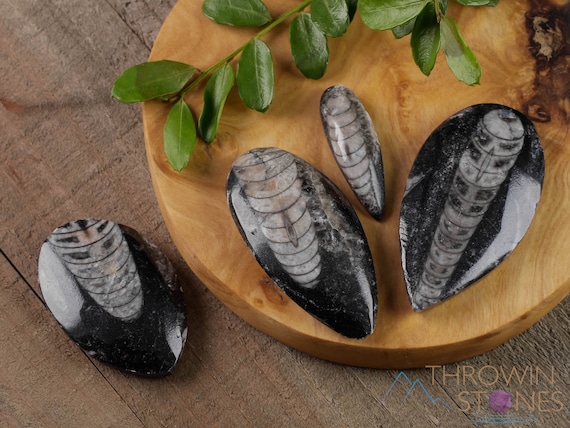 FOSSIL - FOSSIL ナチュラル151 Orthoceras Fossil - with Display Box - Fossil Hoard