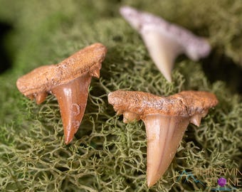 SHARK TOOTH - Otodus Obliquus, Wire Wrap, Fossilized Shark Teeth , Jewelry Crafting, E1864