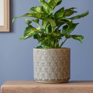 May include: A Dieffenbachia plant in a grey ceramic pot with a floral pattern. The plant has large green and yellow leaves. The pot is on a wooden surface against a blue wall.