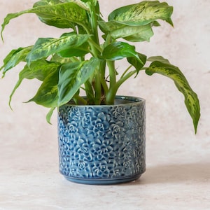 May include: A Dieffenbachia plant in a blue ceramic pot. The pot has a textured floral pattern. The plant has large green leaves with yellow variegation. The pot is cylindrical and sits on a light-coloured surface.