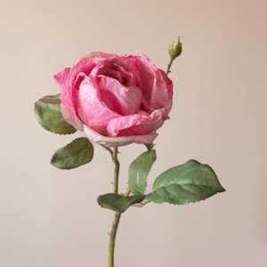 Pode incluir: Uma única rosa rosa com folhas verdes e um botão em um caule.