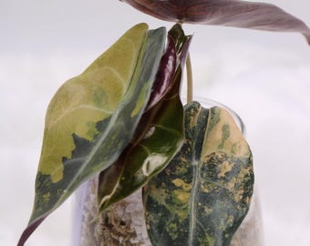 Alocasia Sedenii Aurea Variegación Rosa