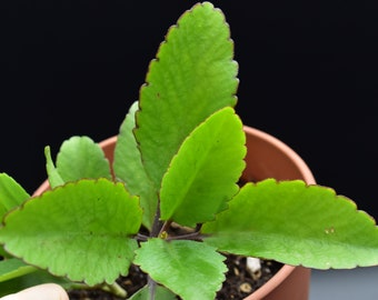 Bryophyllum Pinnatum Etsy Bryophyllum Pinnatum Etsy