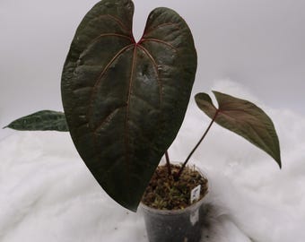 Anthurium As de espadas