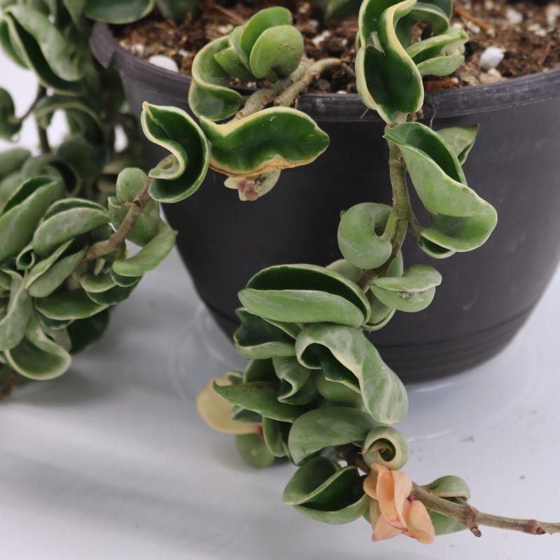 Hindu Rope Variegated - Etsy