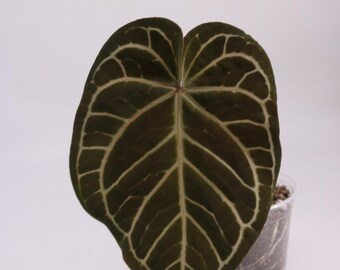 Anthurium Zara x Michelle Doc Block Hybrid